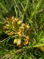 Image of Orchis wulffiana Soó