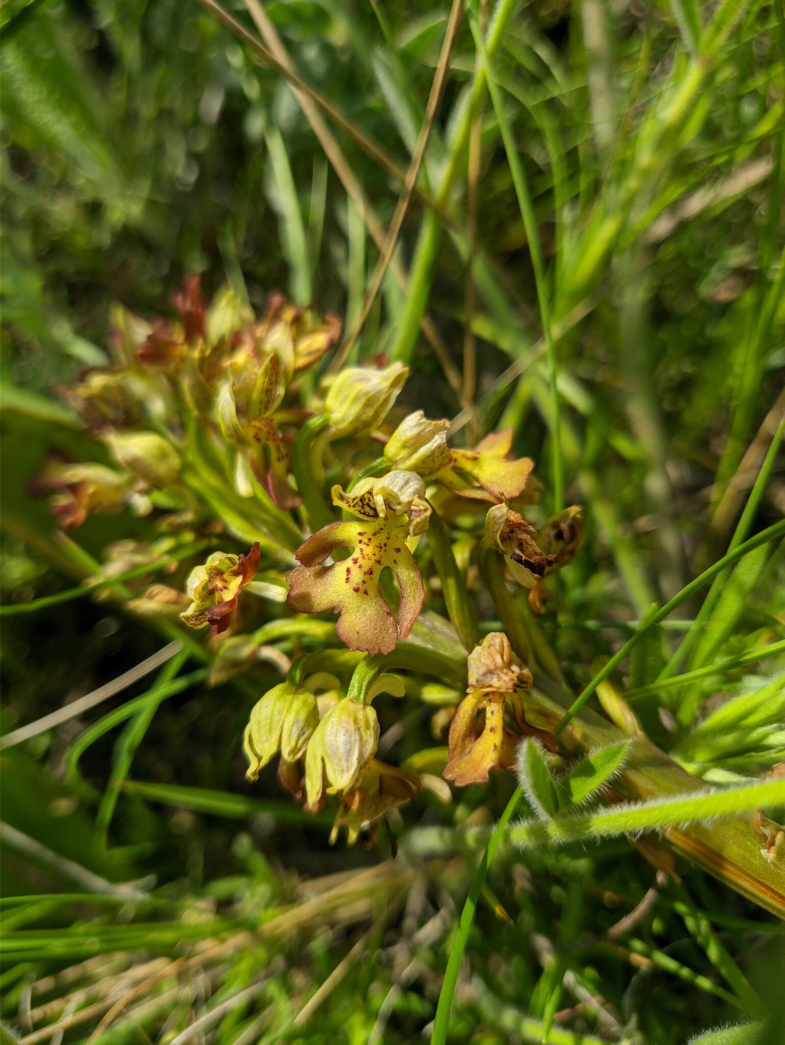 Image of Orchis wulffiana Soó