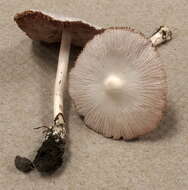 Image of Volvariella pusilla (Pers.) Singer 1951