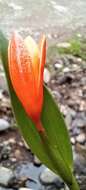 Image of Sobralia crocea (Poepp. & Endl.) Rchb. fil.