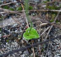 Image of Eriochilus scaber subsp. scaber