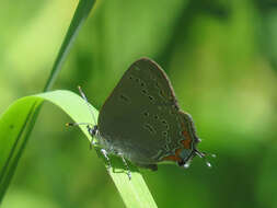 صورة Satyrium acadica (Edwards 1862)