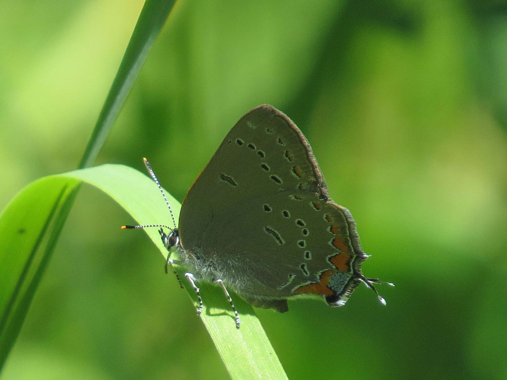 Image of Acadian Hairstreak