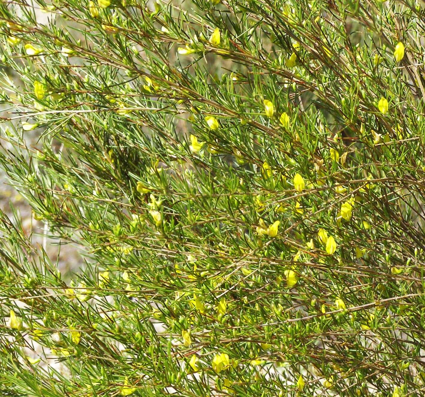 Image of rooibos