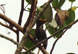 Image of Grey-and-buff Woodpecker