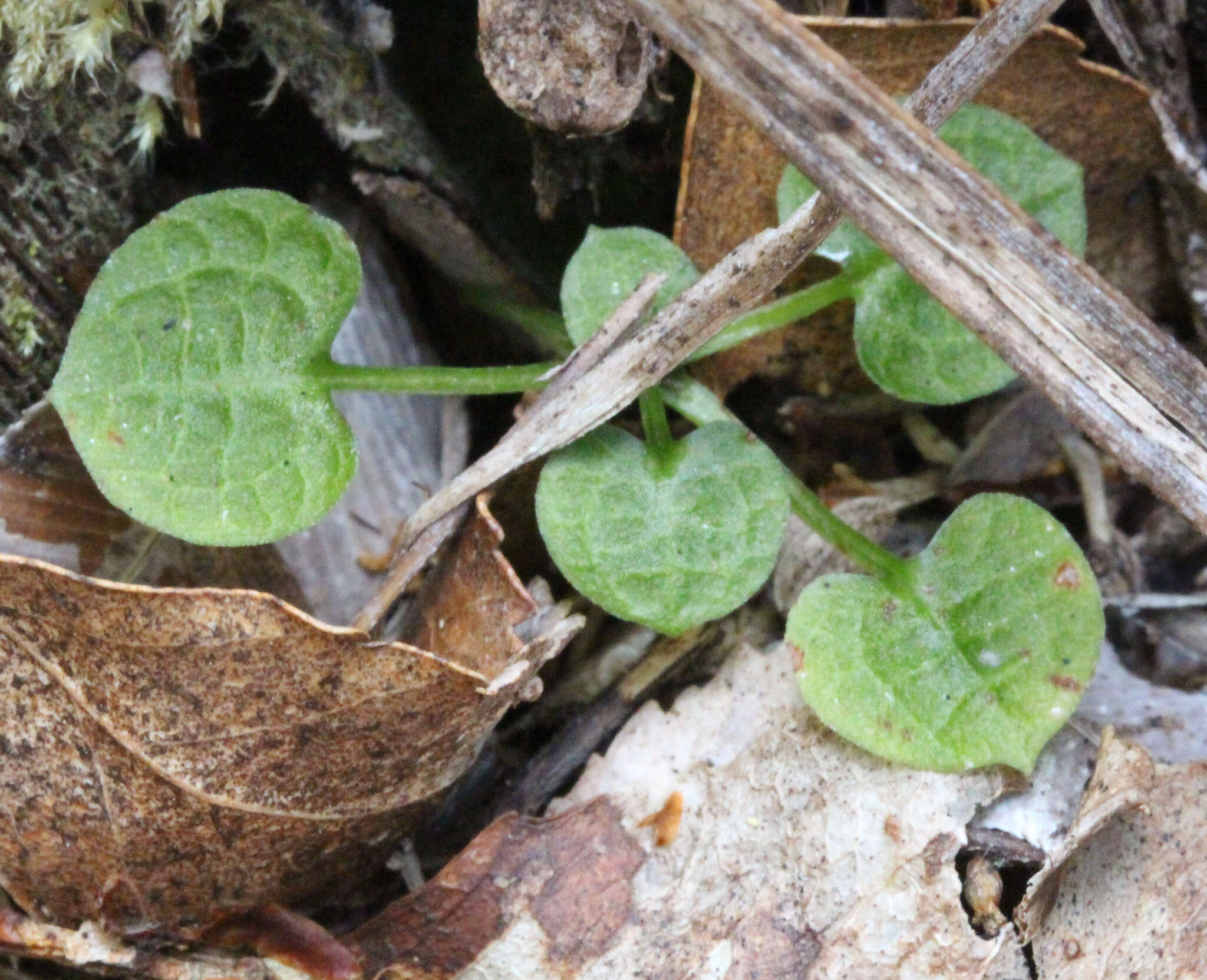 Image of Trowel leaved greenhood orchid