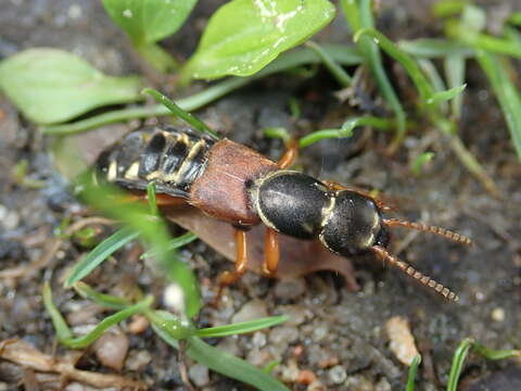 Image of Imperial rove beetle