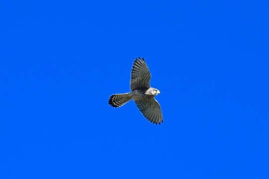 Image of Falco tinnunculus canariensis (Koenig & AF 1890)