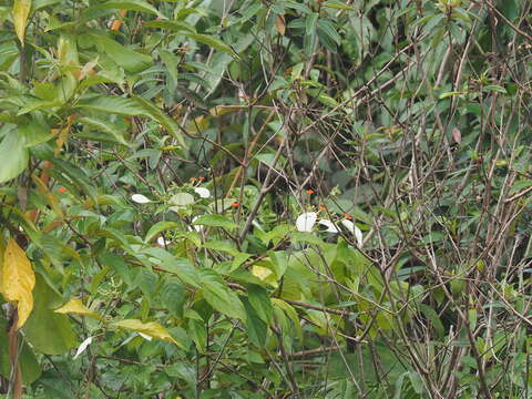 Image of White flag bush