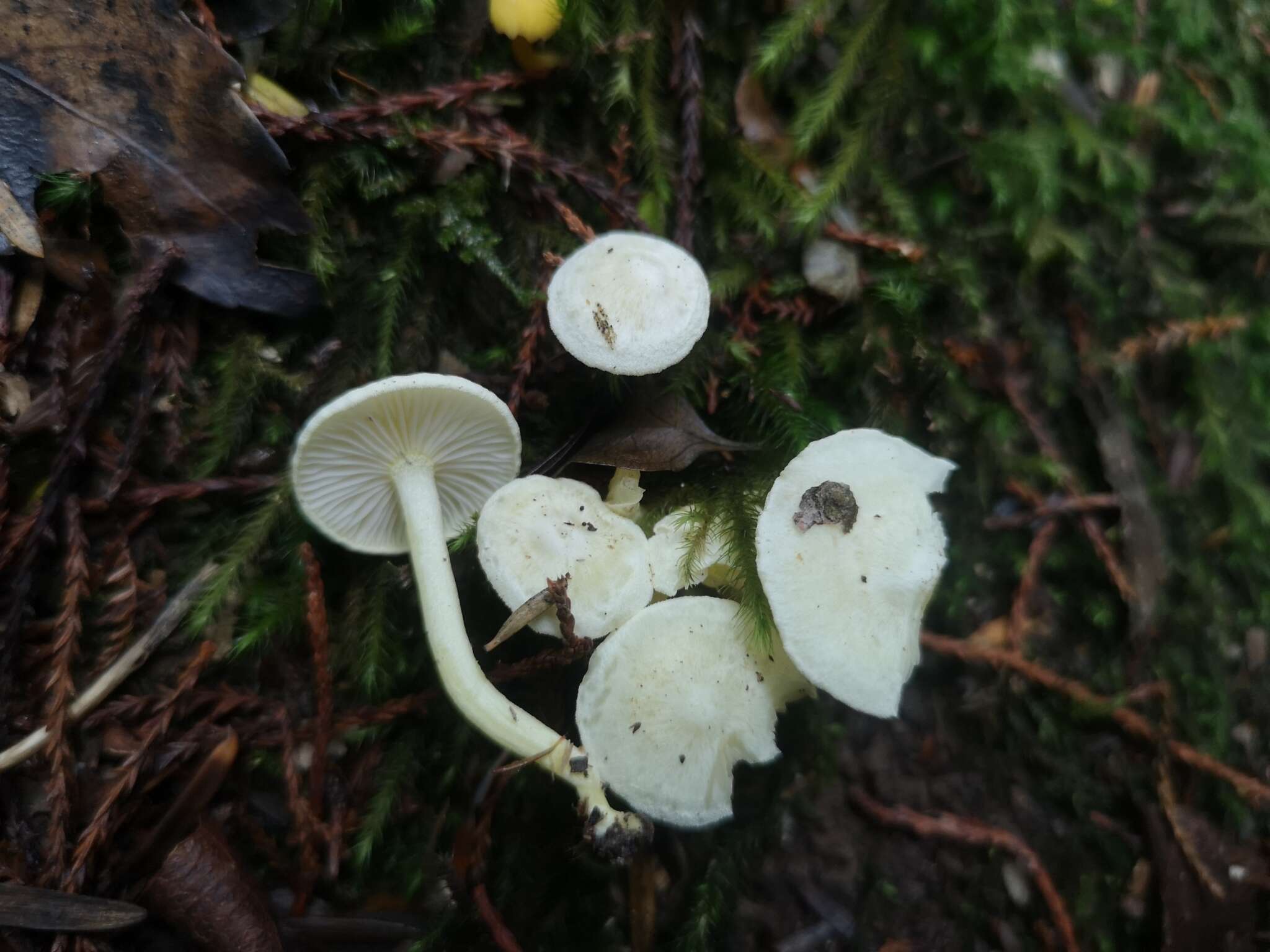 Sivun Hygrophorus involutus G. Stev. 1963 kuva