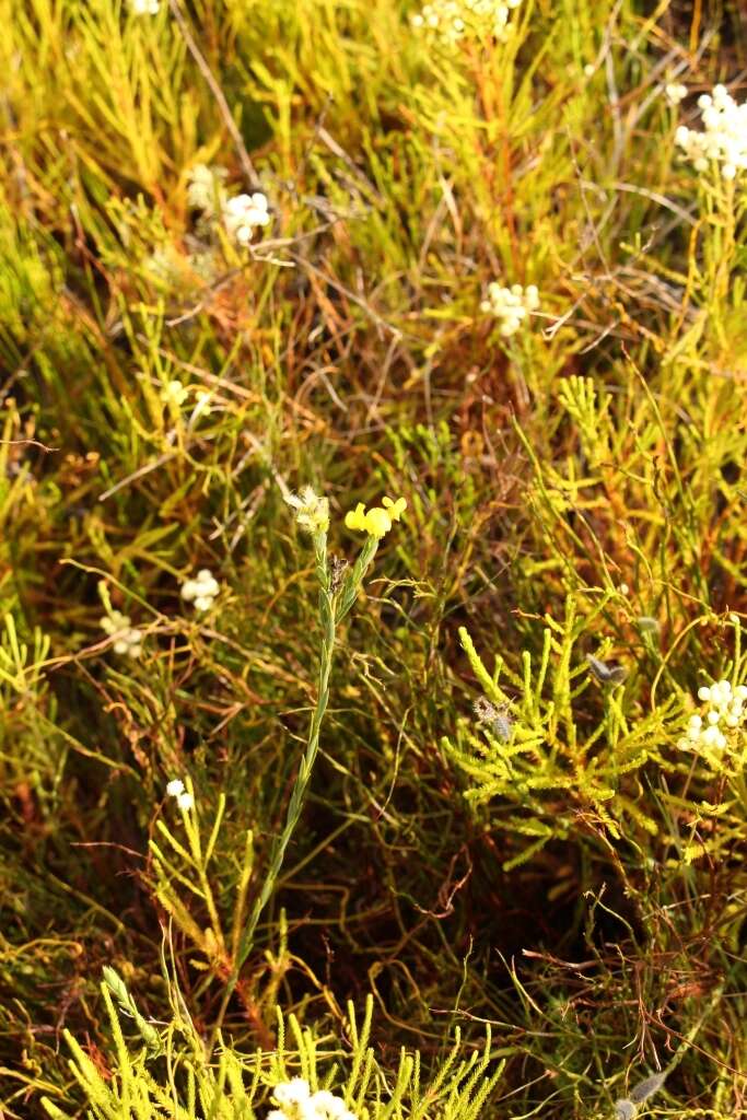 Слика од <i>Liparia angustifolia</i>