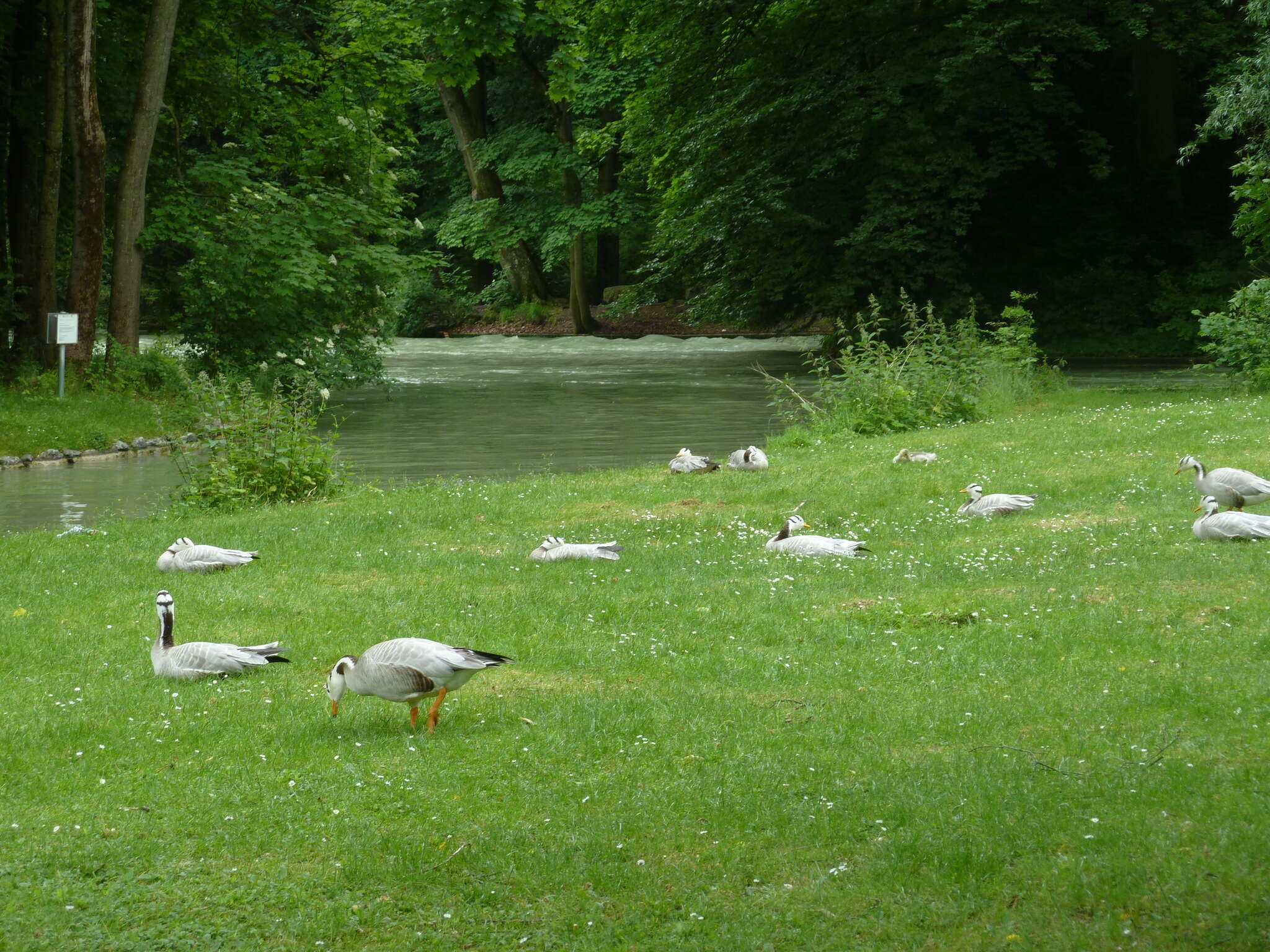 Image of Bar-headed Goose