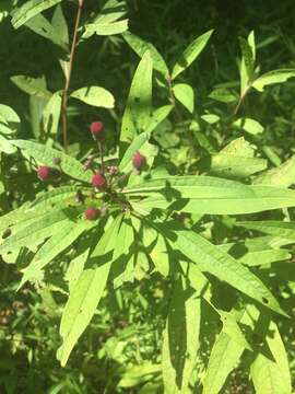 Imagem de Vernonia noveboracensis (L.) Willd.