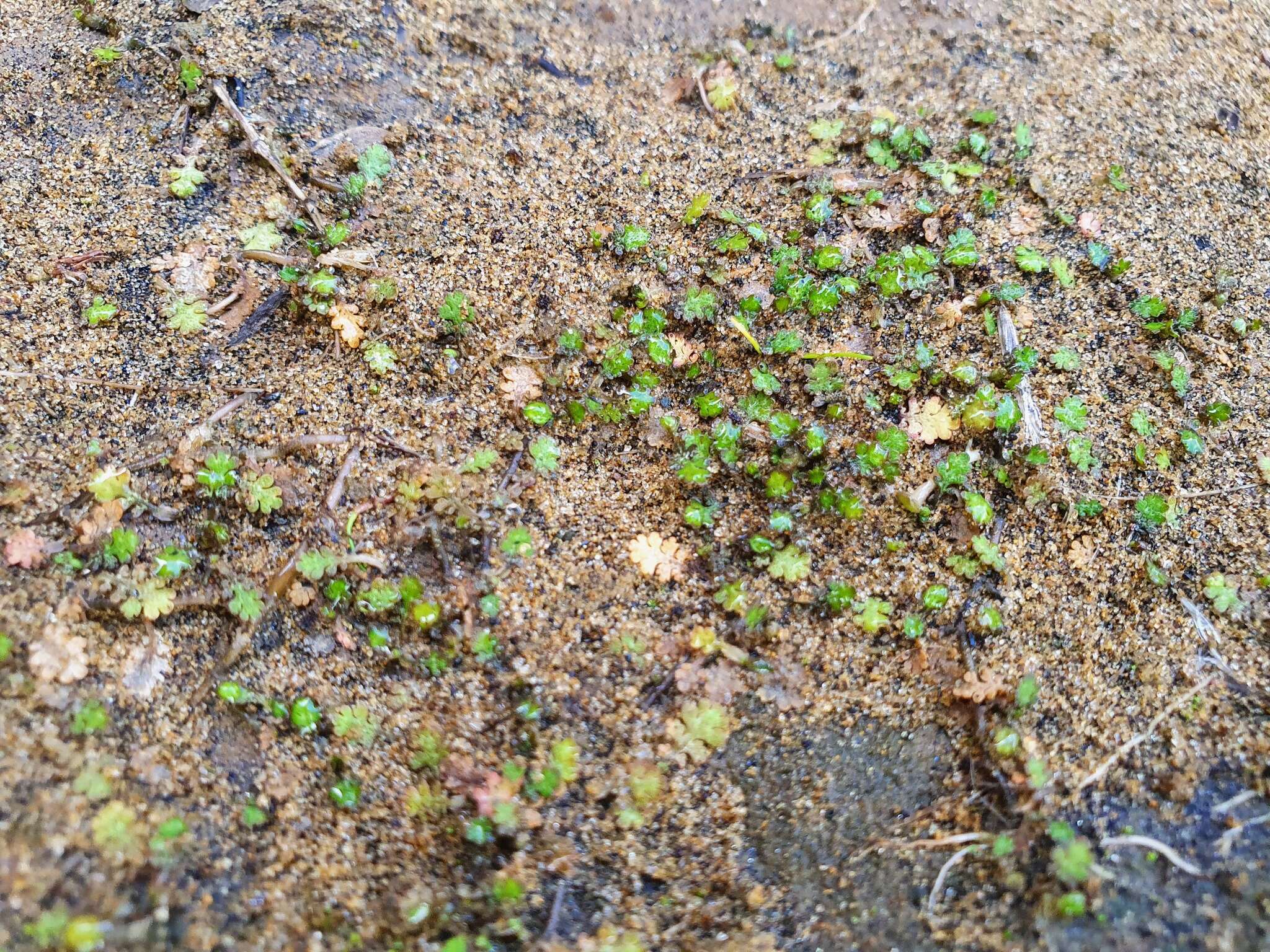 Image of Leptinella dispersa subsp. rupestris (D. Lloyd) D. G. Lloyd & C. J. Webb