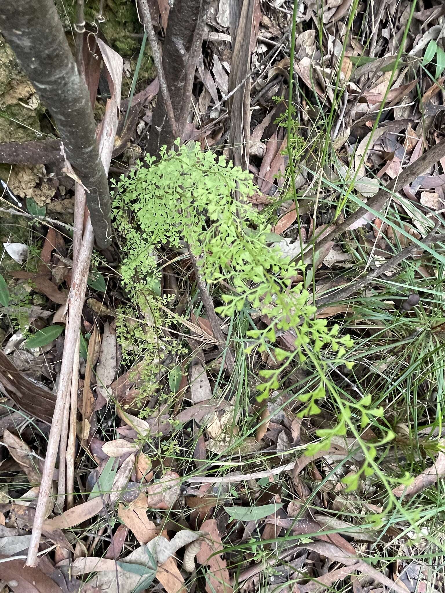 Image of Lindsaea microphylla Sw.