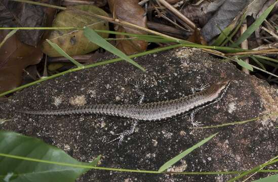 Image of Dark Barsided Skink