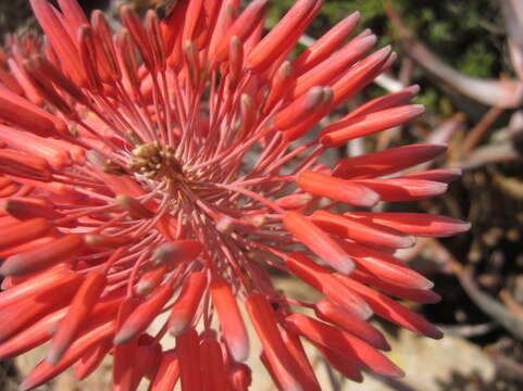 Image of Aloe perfoliata L.