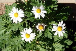 Image of Argyranthemum callichrysum subsp. gomerensis (Humphries) O. W. White