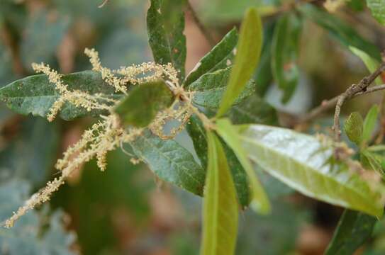 Image of Quercus sapotifolia Liebm.