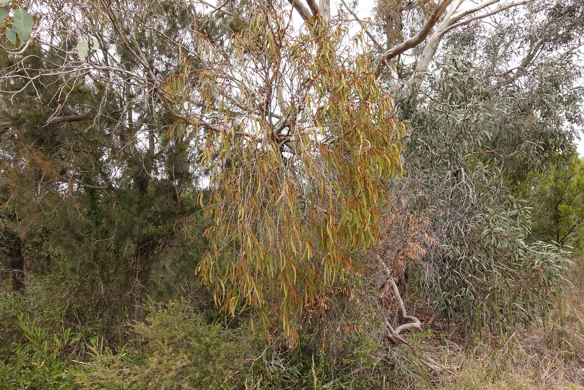 Image of Amyema pendula (Sieb. ex DC.) Tieghem