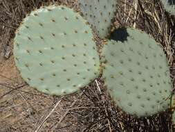 Image of Dollar-joint Prickly-pear