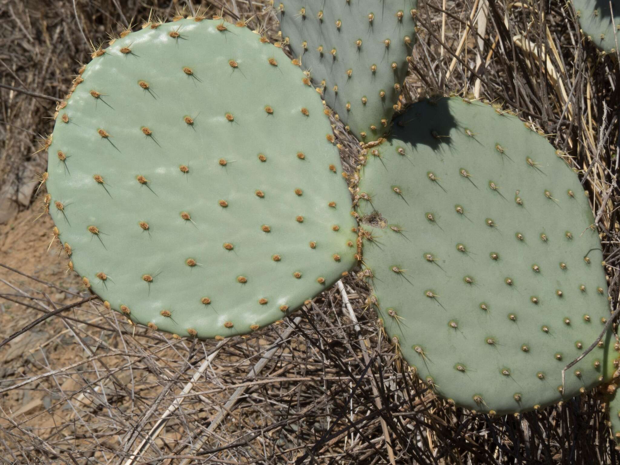 Image of Dollar-joint Prickly-pear