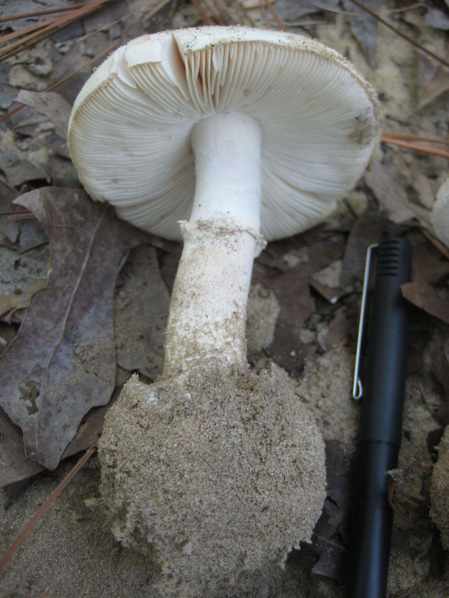 Image of Fool's Mushroom