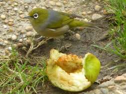 Zosterops lateralis lateralis (Latham 1801) resmi