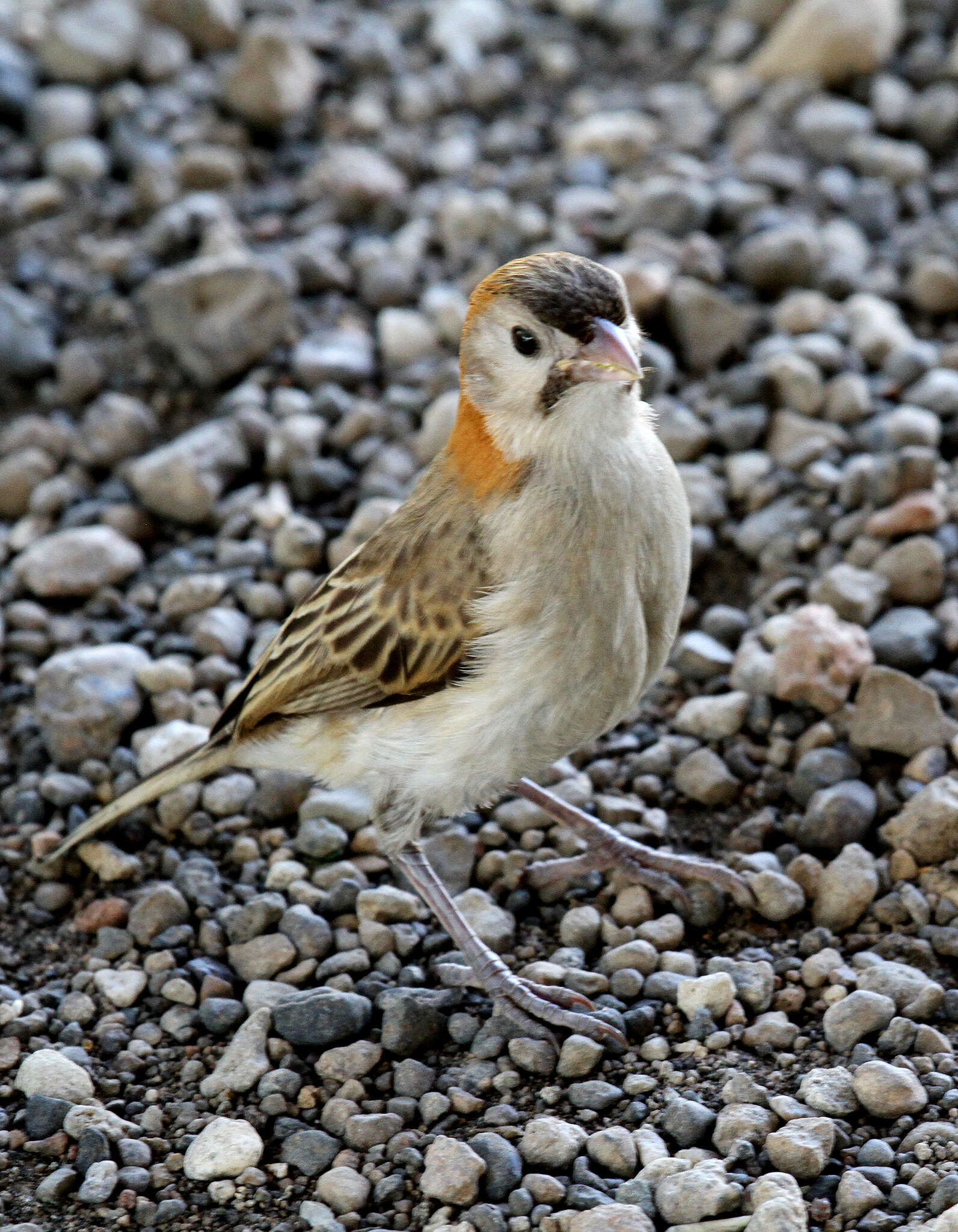 Image of Sporopipes Cabanis 1847