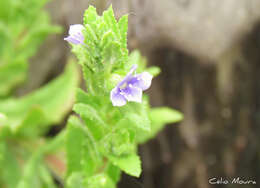 Imagem de Stemodia maritima L.