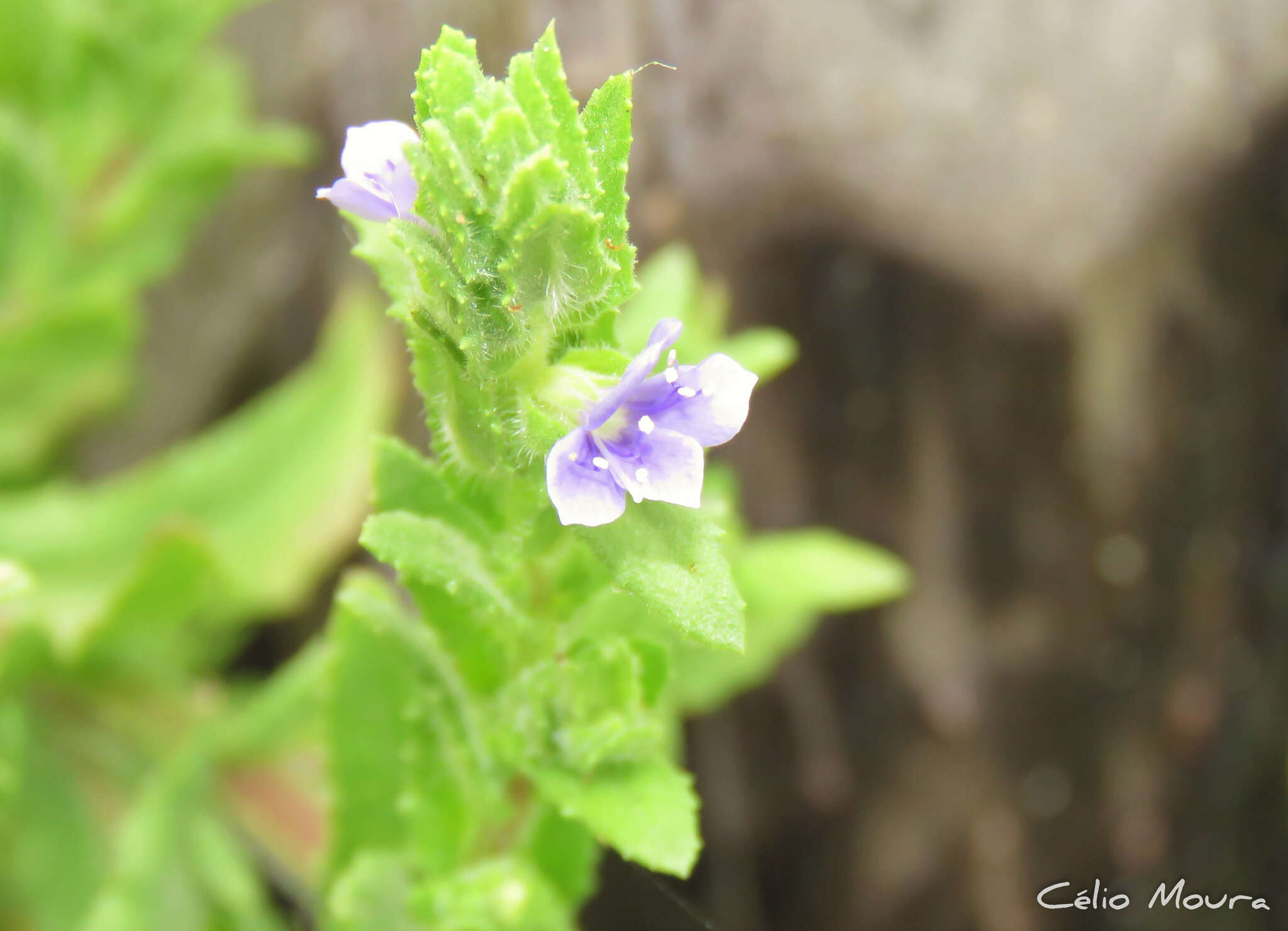 Слика од Stemodia maritima L.