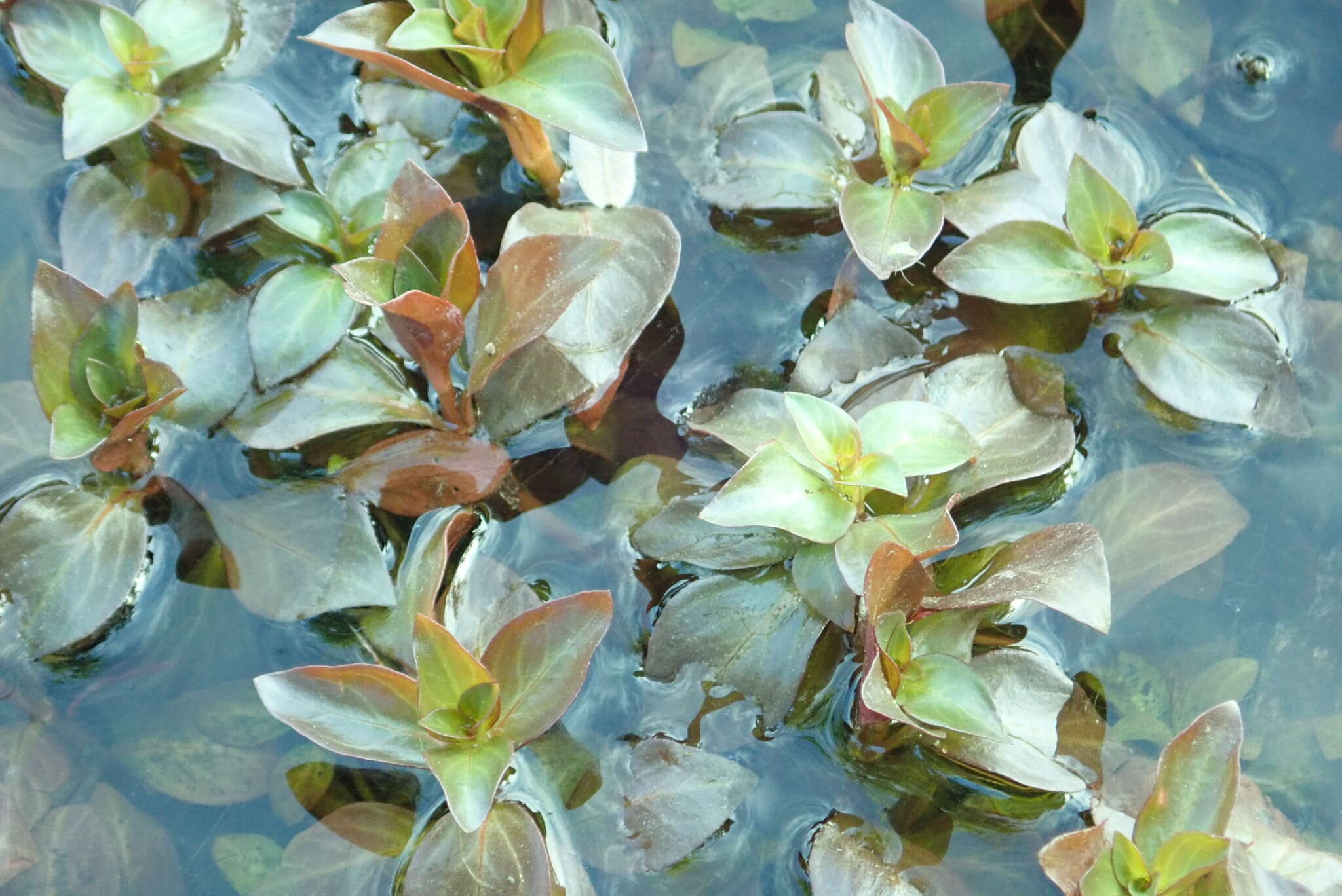 Image of creeping primrose-willow