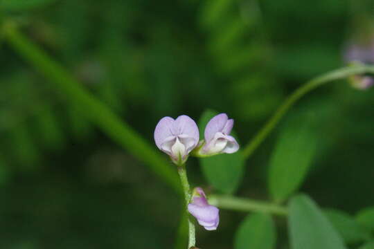 Plancia ëd Vicia disperma DC.