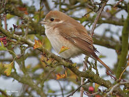 Image of Isabeline Shrike