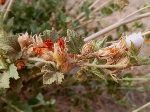 Image of pinkflowered bushmallow