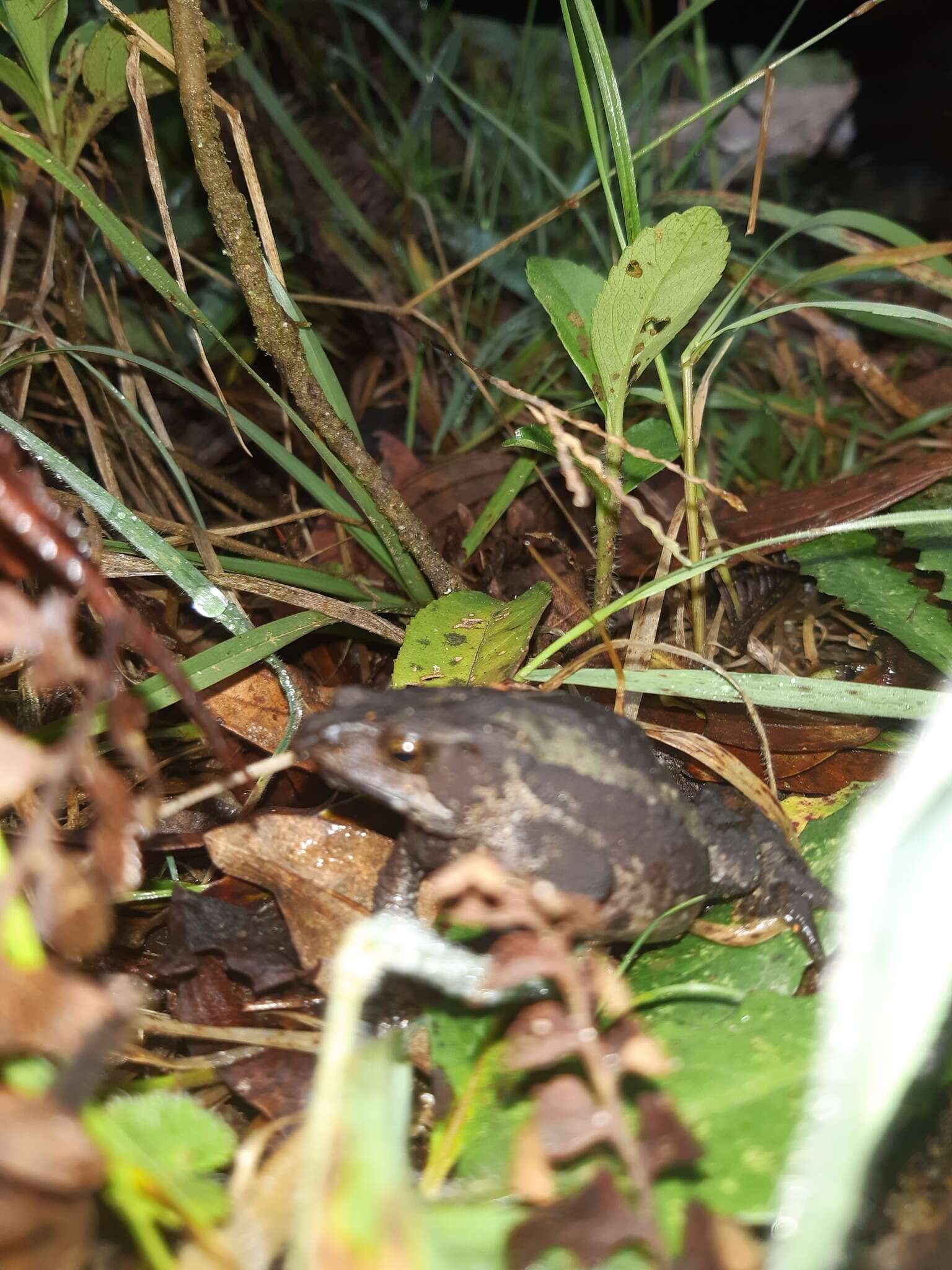 Plancia ëd Rhinella ruizi (Grant 2000)