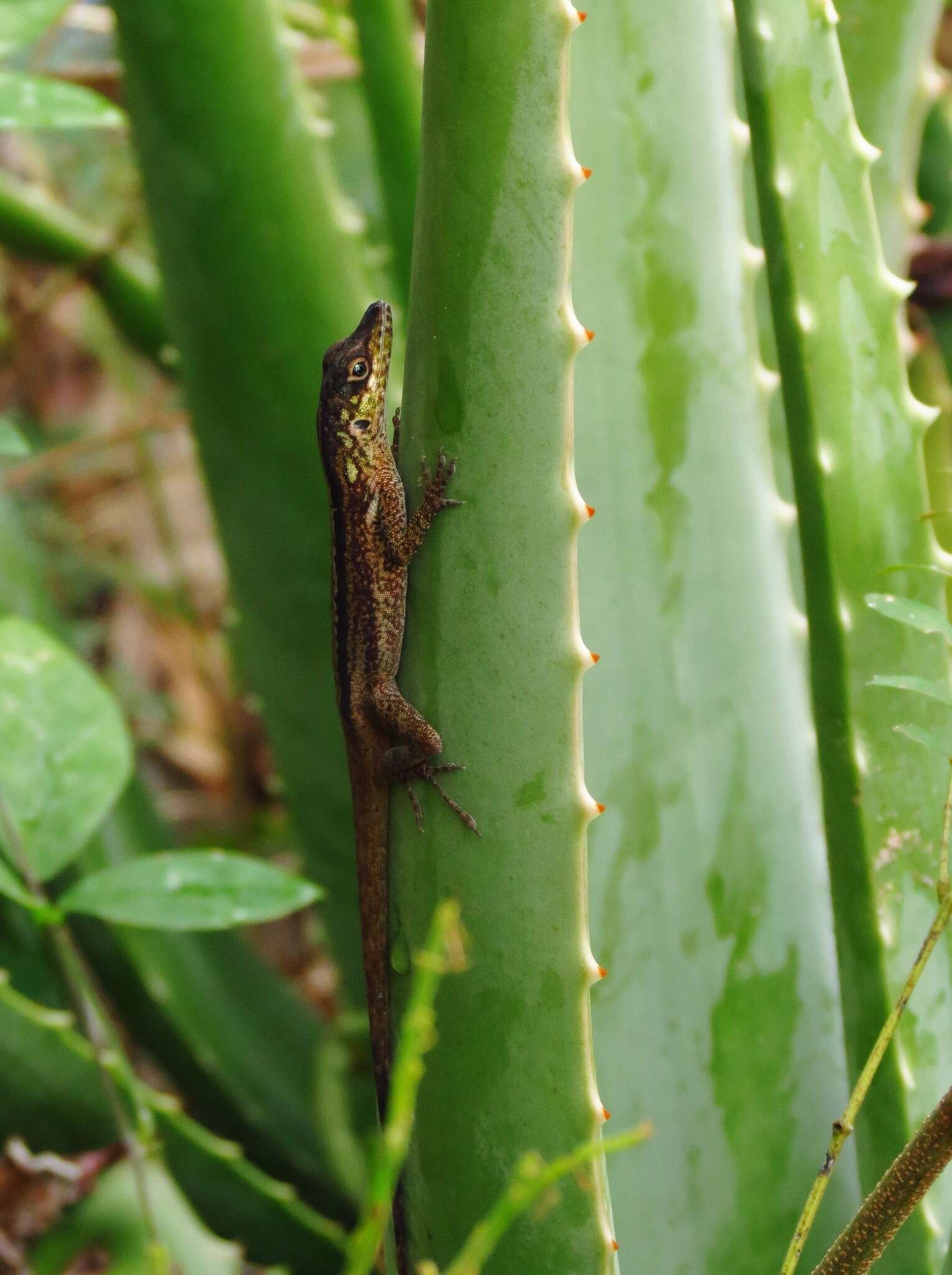 Image of Martinique's Anole