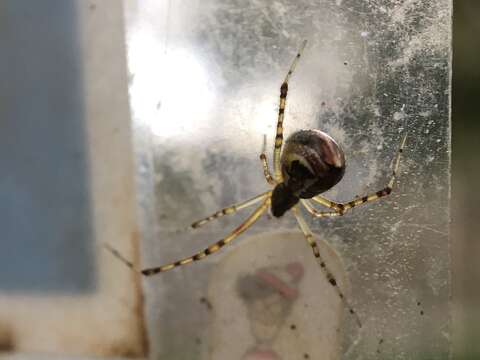 Image of Theridion pyramidale L. Koch 1867