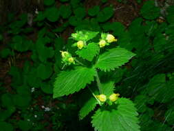 Image of Scrophularia vernalis L.