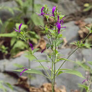 Image of Hypoestes purpurea (L.) R. Br.