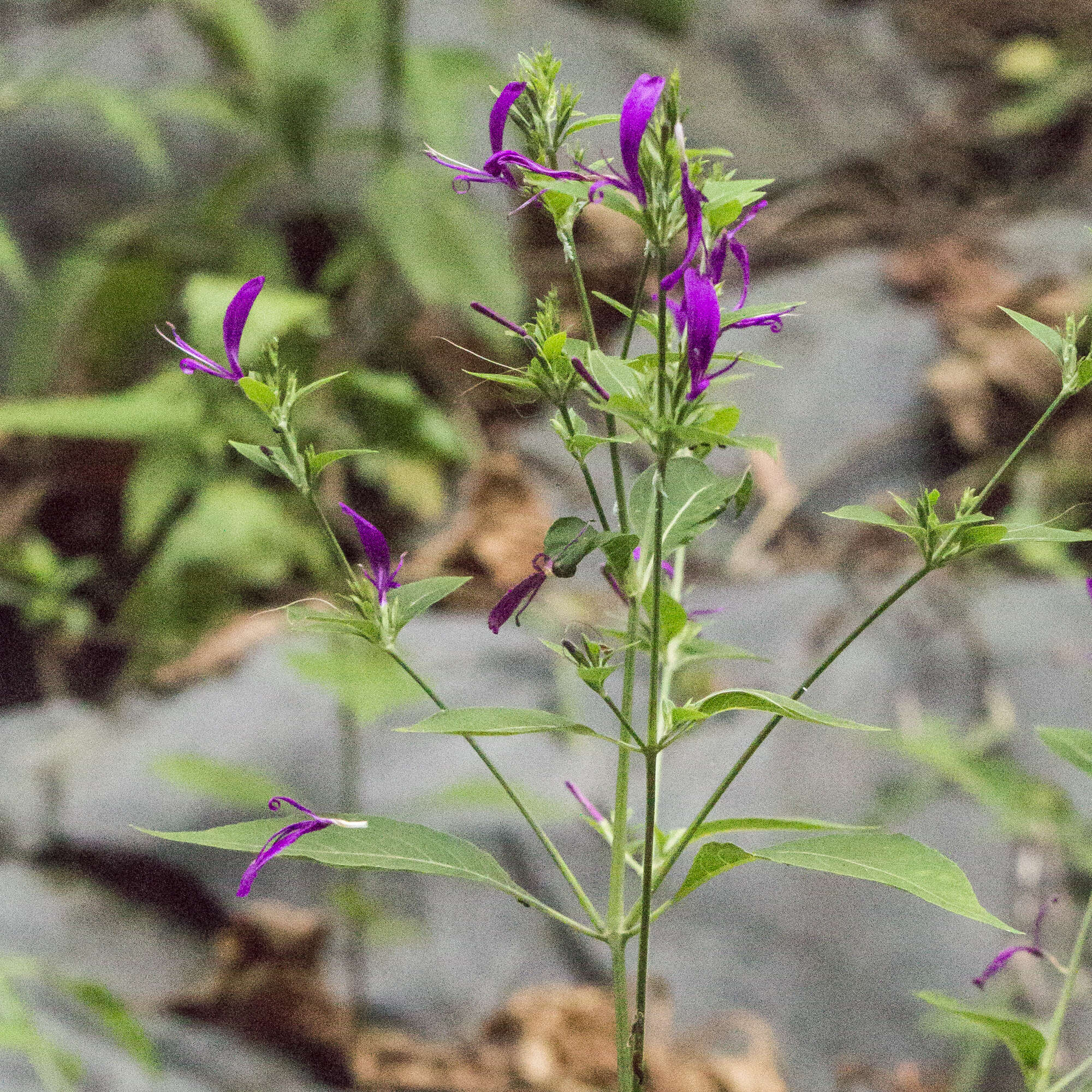 Plancia ëd Hypoestes purpurea (L.) R. Br.