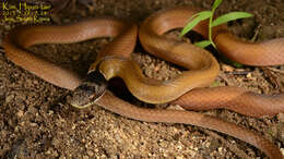 Image of Chinese Many-tooth Snake