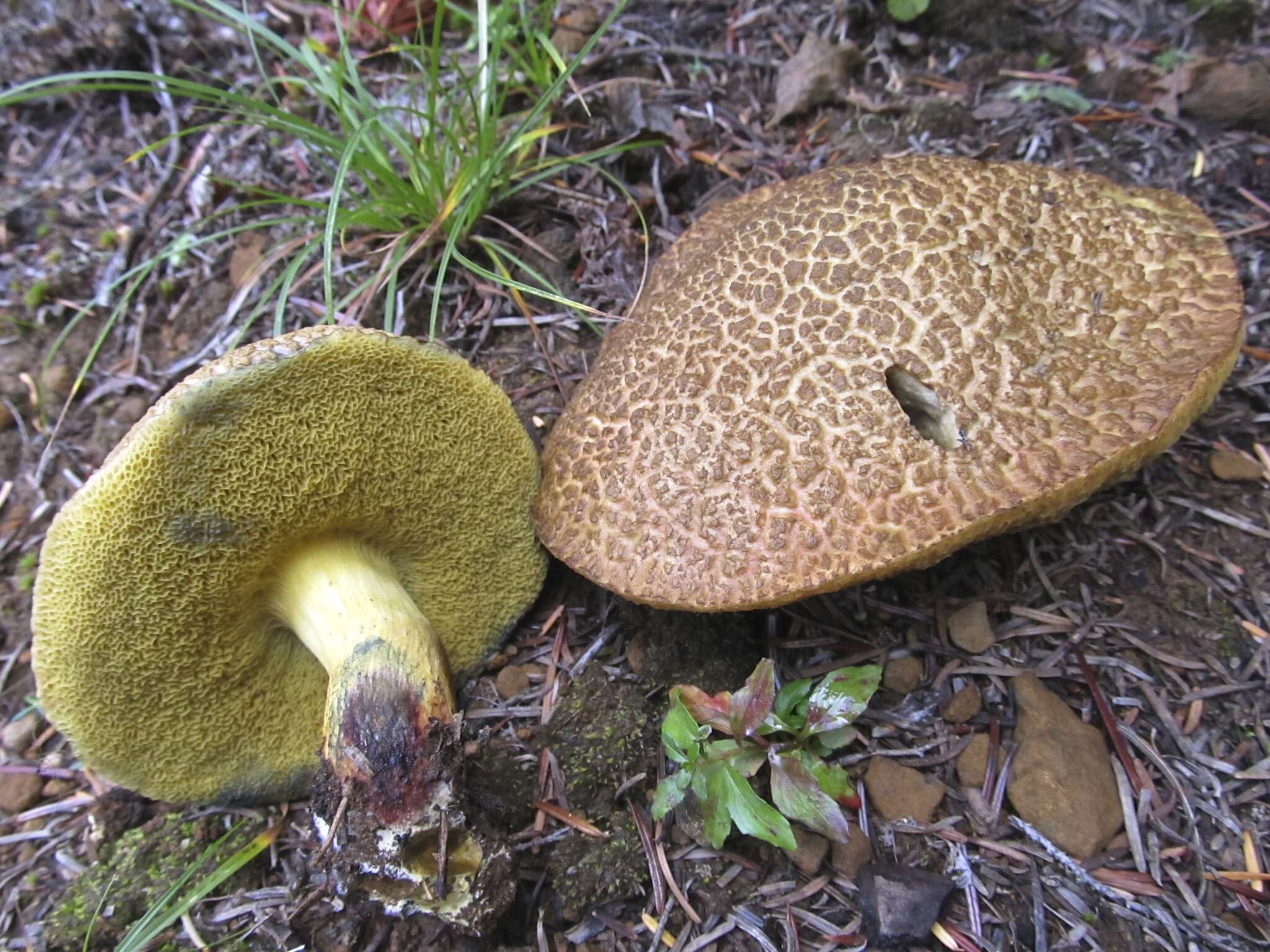 Cyanoboletus rainisiae (Bessette & O. K. Mill.) Gelardi, Vizzini & Simonini 2014 resmi