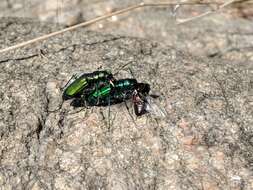 Image of Cicindela (Cicindela) denikei Brown 1934