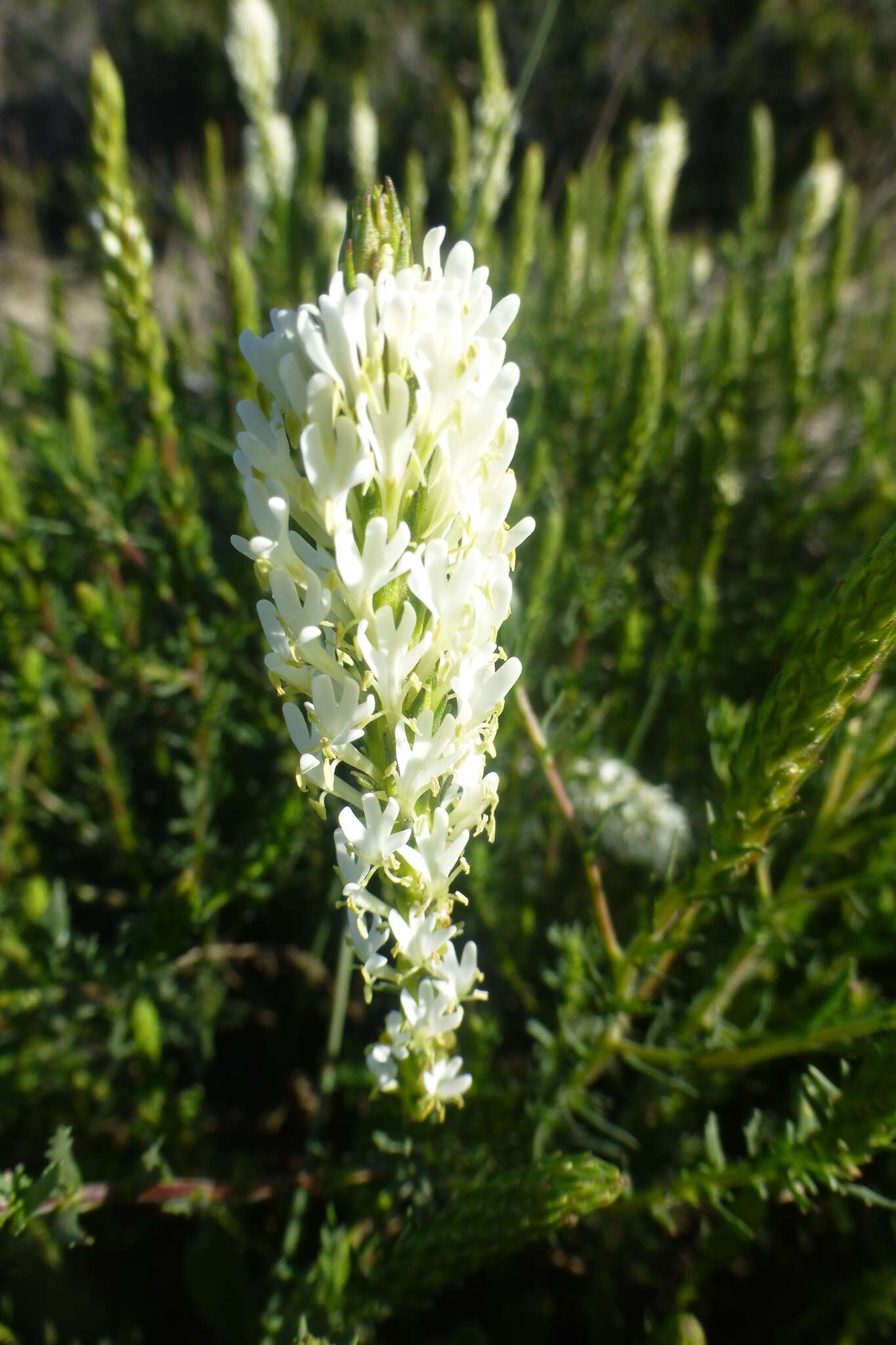 Image of Common Fringe Falseslugwort