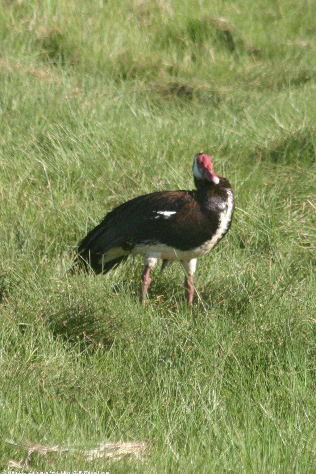 Image de Plectropterus gambensis gambensis (Linnaeus 1766)