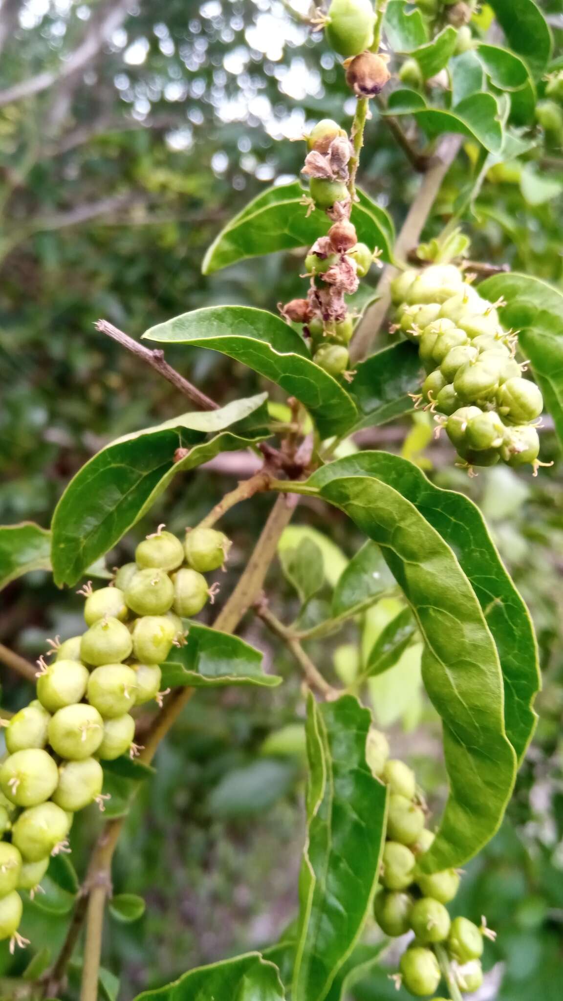 صورة Deeringia densiflora Cavaco