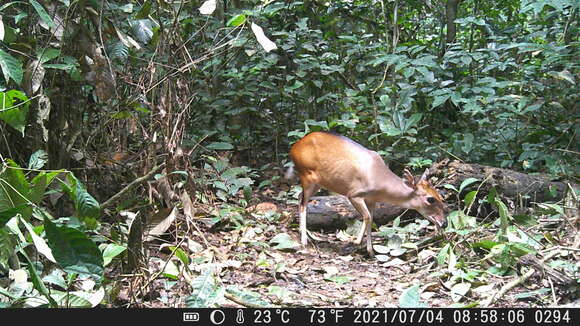 Image of Ogilby's Duiker