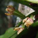 Image of Blotched bladder orchid