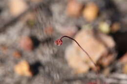 Image of Drosera coomallo Lowrie & Conran